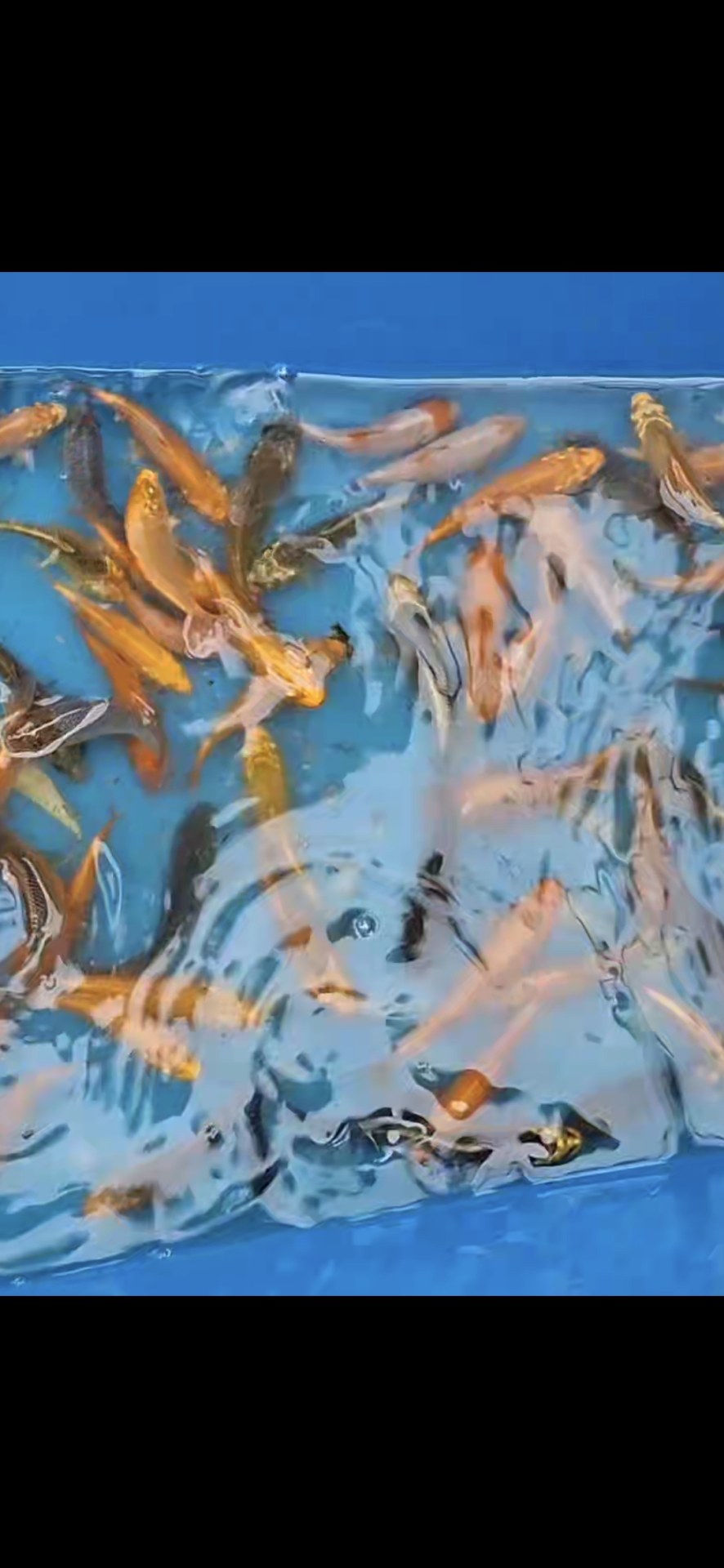 Koi Kapr 8-12 cm